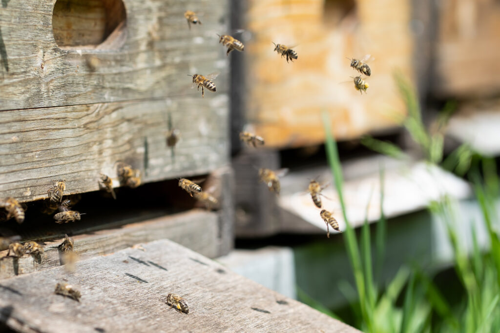 Rüschenhof: Bienen im Anflug zum Bienenstock