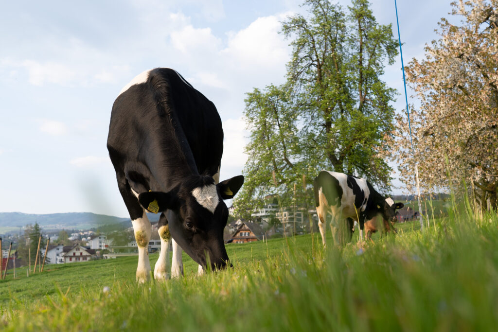 Rüschenhof Zug: Rinder auf der Weide
