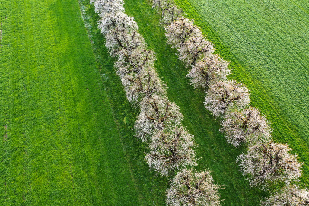 Drohnenaufnahme von zwei Reihen blühender Hochstamm-Kirschbäume auf dem Rüschenhof in Zug