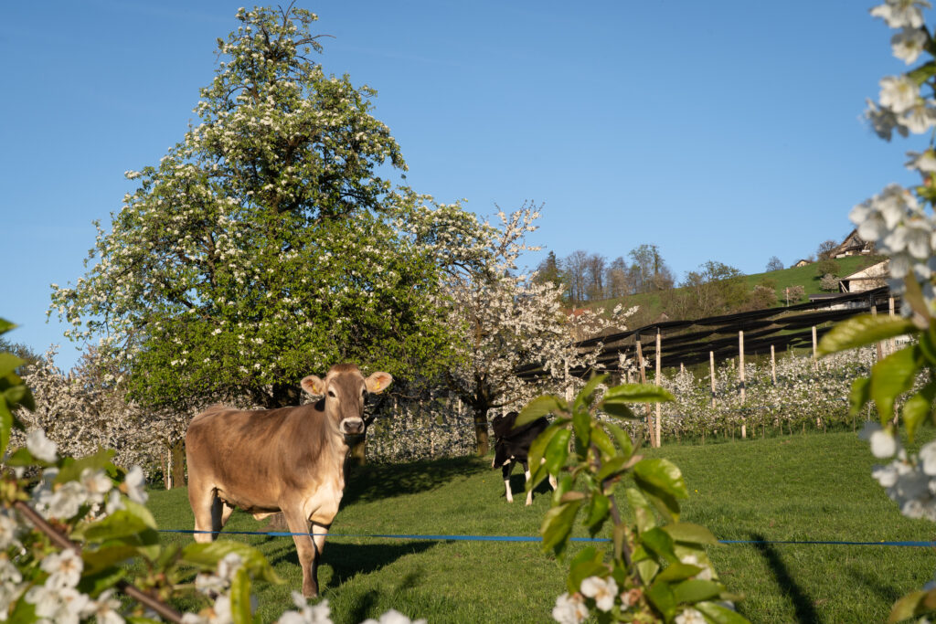 Rinder auf der Weide zwischen blühenden Obstbäumen im Frühling