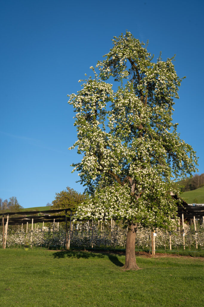 Blühender Hochstamm-Obstbaum vor einer Obstanlage mit Niederstammbäumen auf dem Rüschenhof in Zug